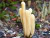 Clavaria argillacea