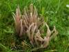 Clavaria fumosa - Smoky Spindles