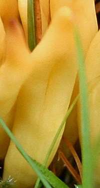 Close-up pictures of Golden Spindles