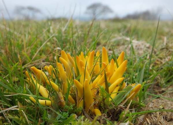 Clavulinopsis fusiformis - Golden Spindles, Carmarthenshire