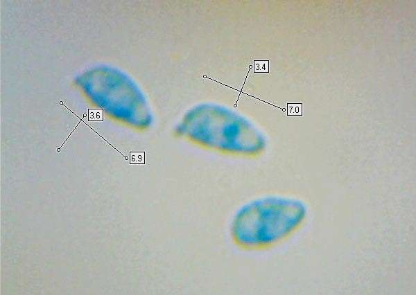 Spores of Clavulinopsis laeticolor