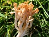 Clavulinopsis umbrinella