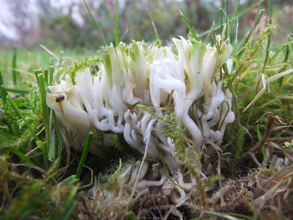 Ivory Coral, Ramariopsis kunzei