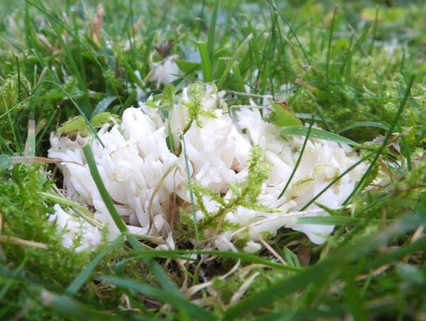 Ramariopsis kunzei, Wales