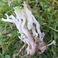 Ramariopsis kunzei closeup