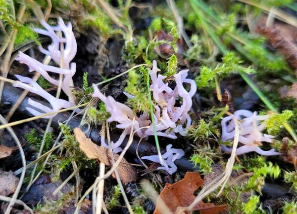 Lilac Coral, Ramariopsis pulchella