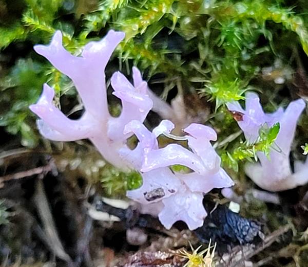 Ramariopsis pulchella, Ireland