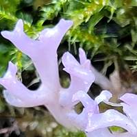 Ramariopsis pulchella closeup