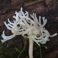 Ramariopsis subtilis closeup