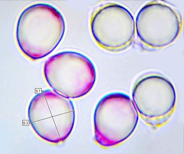 Spores of Clavulina rugosa