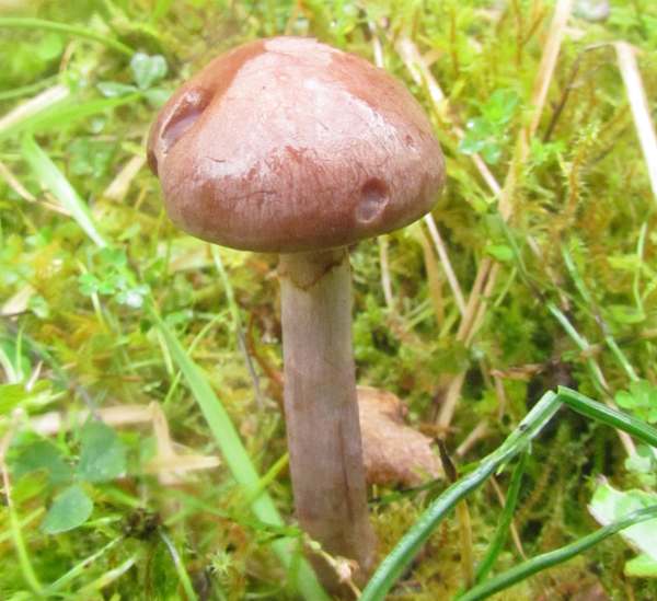 Cortinarius anomalus, Variable Webcap - immature specimen