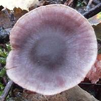 Mature cap of Cortinarius anthracinus