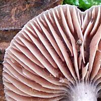 Gills of Cortinarius anthracinus