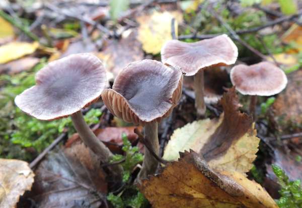 Cortinarius anthracinus, Cambridgeshire, UK
