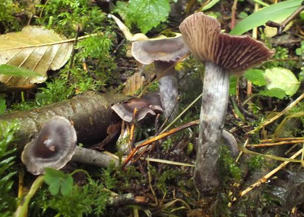 Cortinarius anthracinus, Devon, UK