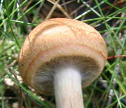 Cap of Cortinarius armillatus - Red Banded Webcap 
