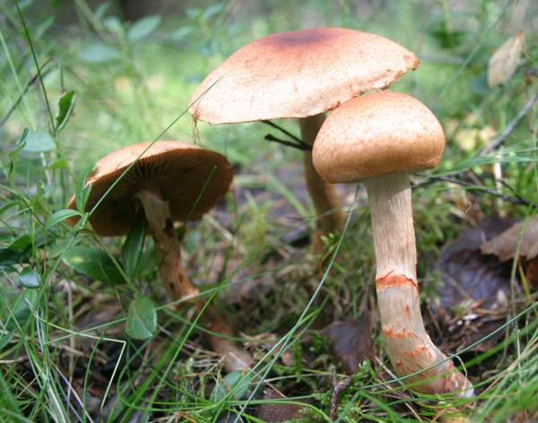 Cortinarius armillatus - Red Banded Webcap, central Sweden