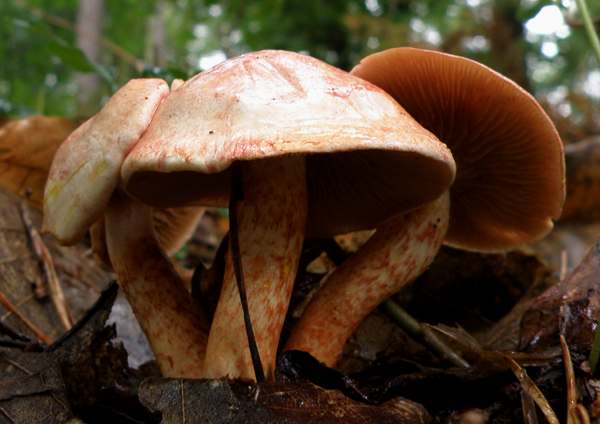 Cortinarius bolaris - Dappled Webcap