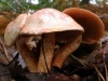 Cortinarius bolaris, Dappled Webcap
