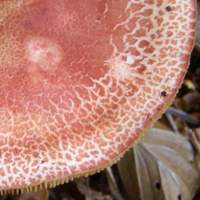 Close-up of cap of Cortinarius bolaris - Dappled Webcap