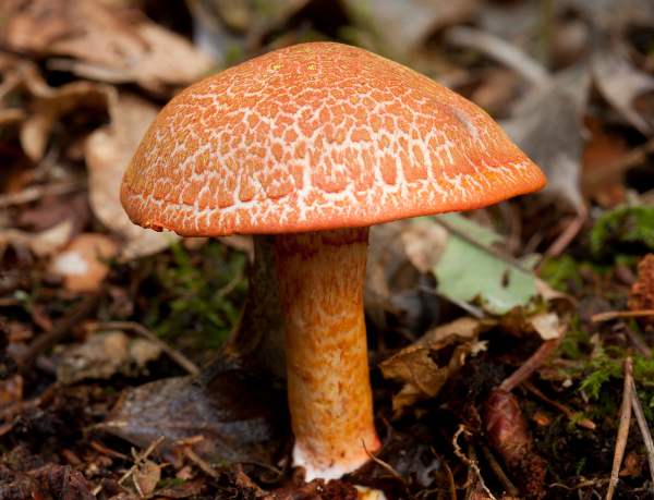 Cortinarius bolaris, Dappled Webcap, Hampshire, England