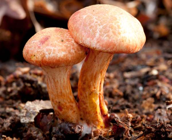 Young fruitbodies of Cortinarius bolaris, Dappled Webcap, Hampshire, England