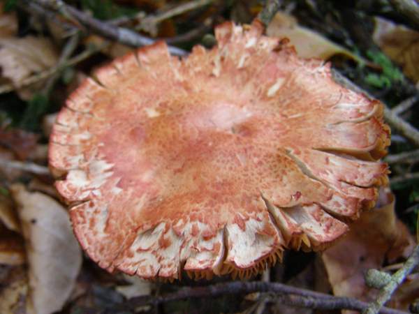 Cap of Cortinarius bolaris fully expanded