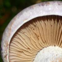 Gills of Cortinarius caerulescens - Mealy Bigfoot Webcap