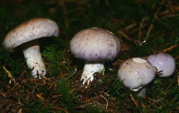 Cortinarius caerulescens, southern Scotland