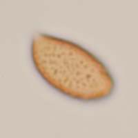 Spores of Cortinarius camphoratus