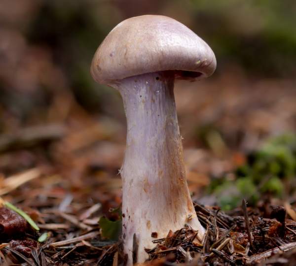 Cortinarius camphoratus, the Goatcheese Webcap