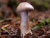 Cortinarius camphoratus, Goatcheese Webcap