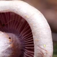 Gills of Cortinarius camphoratus, the Goatcheese Webcap