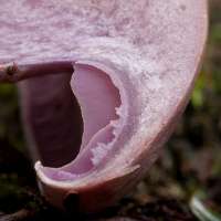 Flesh of Cortinarius camphoratus