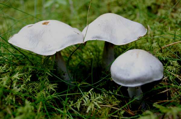 Cortinarius camphoratus, the Goatcheese Webcap, France