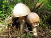 Cortinarius caperatus, The Gypsy