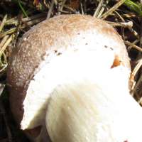 Young cap of Cortinarius caperatus