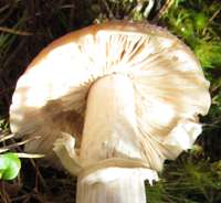 Gills and stem ring of Cortinarius caperatus