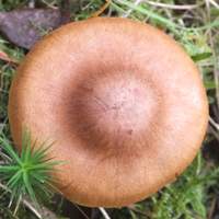 Cap of Cortinarius cinnamomeus