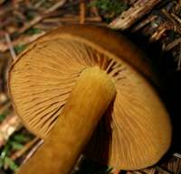 Gills of Cortinarius cinnamomeus