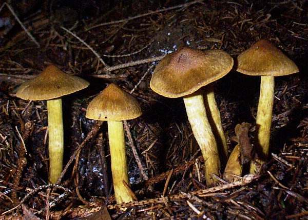 Cortinarius cinnamomeus - Cinnamon Webcap - a trooping group in coniferous woodland