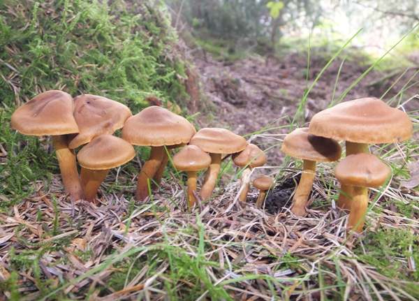 Cortinarius cinnamomeus - Cinnamon Webcap, Ffostrasol, Wales