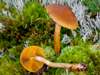 Cortinarius croceus, Saffron Webcap