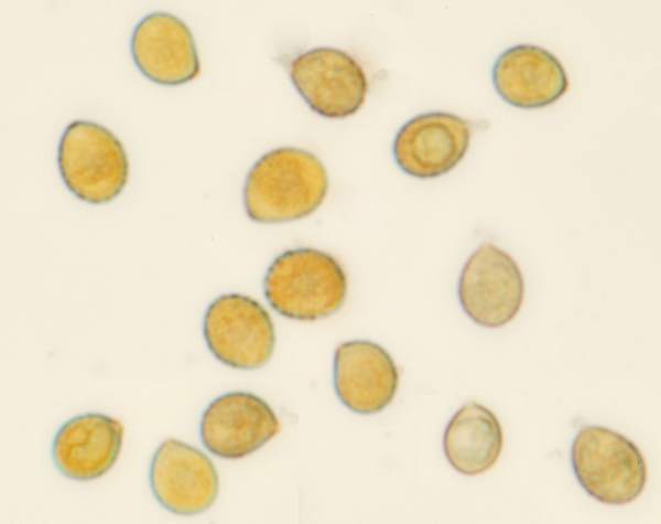 Spores of Cortinarius delibutus