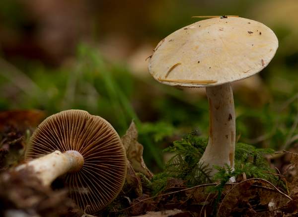 Cortinarius delibutus