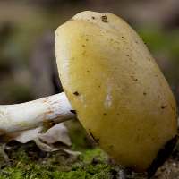 Mature cap of Cortinarius delibutus