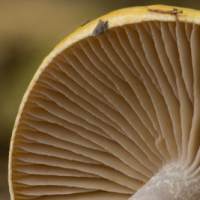 Gills of Cortinarius delibutus