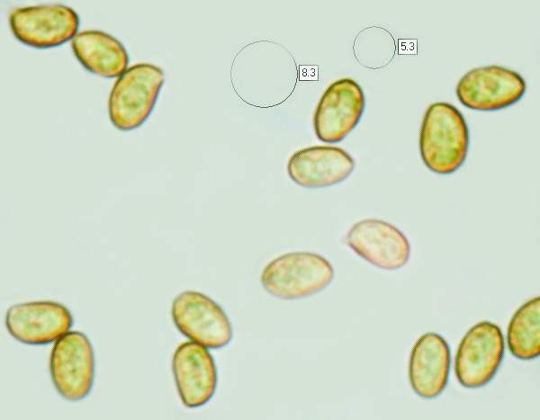 Spores of Cortinarius flexipes