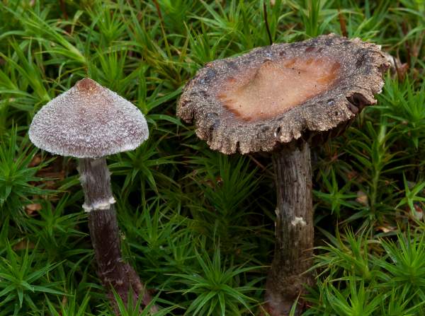 Cortinarius flexipes - Pelargonium Webcap