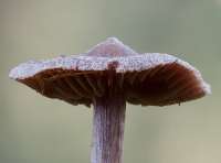 Gills of Cortinarius flexipes - Pelargonium Webcap